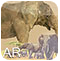Animals Fun AR - Android App